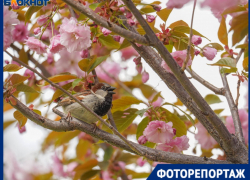 Как японский колорит в центре Волгограда притягивает тысячи людей