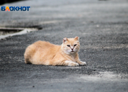 21 смерть от бешенства зафиксирована в Волгоградской области 