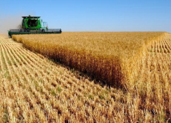Волгоградские крестьяне распродали большую часть своего урожая