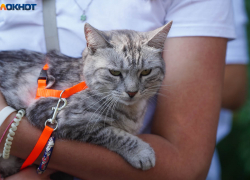 Комфортно и без осадков: погода в Волгограде на 10 сентября 