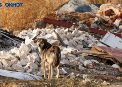 Собака с бешенством жила рядом с волгоградцами