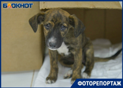 Безнадёжность и изнеможение в глазах животных: бездомные собаки Волгограда в объективе фотографа