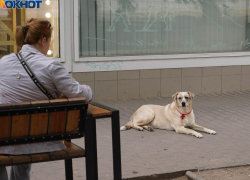 Число бездомных собак назвали в Волгоградской области