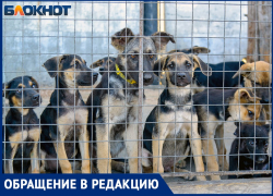 Массовый своз бродячих собак заметили на юге Волгограда