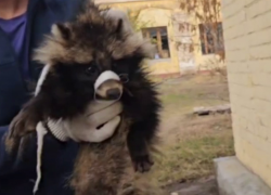 Целую банку опарышей сняли с енотовидной собаки под Волгоградом