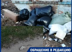 Крысы множатся и дохнут на запущенных свалках Волгограда: видео