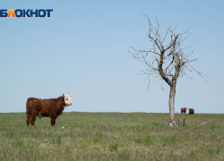 Бык насмерть затоптал волгоградца