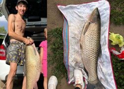 Гигантского белого амура на 17 кг поймал волгоградский рыбак 