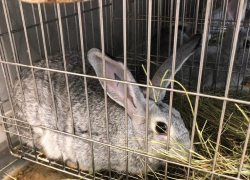 Волгоградские ученые на кроликах проверили эффективность вакцины от COVID-19 