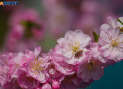 Кто удовлетворяет чиновников Урюпинска, выяснила ФАС