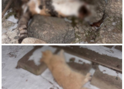 Убийство котов и беременной кошки шокировало волгоградцев