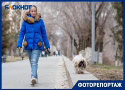 Похожи ли собаки на своих хозяев, выяснил фотограф из Волгограда