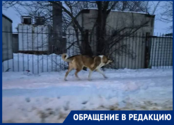 Весенней агонии бродячих кобелей со страхом ждут в Городище