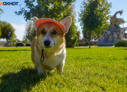 «Вы будете пищать от восторга!»: мега-концентрацию корги собрали в Волгограде