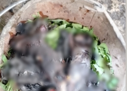 В Волгограде жители Дзержинского района смыли в унитаз новорожденных котят