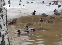 «Болото» с зимующими утками появилось на Семи Ветрах в Волгограде