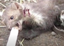 Волгоградский губернатор ввёл карантин из-за нападения куницы с бешенством на мужчину