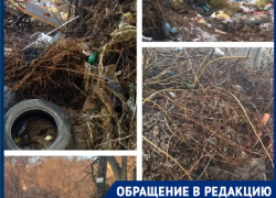 "У нас крысы пешком ходят!": как перекладывание ответственности множит антисанитарию в Волгограде 