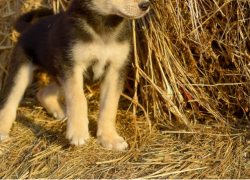 Заставили истекать кровью: ветклиника в Волгограде заплатит более 120 тысяч за смерть собаки