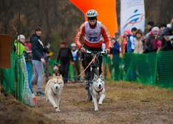 Впервые в Волгограде пройдут гонки на собаках - драйленд "Шелковый Путь"