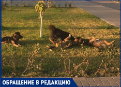 «Боимся отпускать детей»: стаи бродячих собак держат в страхе поселок под Волгоградом