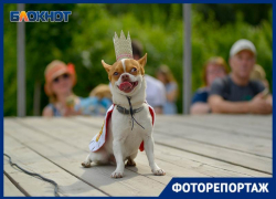 Мимиметр сломался: в Волгограде состоялся показ собачьей моды