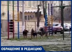 «Крик нашего двора»: на видео попала стая дворовых собак, разгуливающих на детской площадке в Волгограде