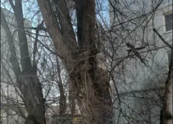 Названы деревья, способные прибить волгоградцев