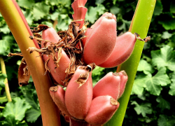 Урожай розовых бананов готовятся собирать в Волжском