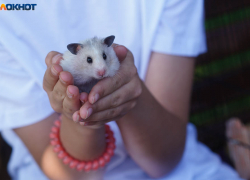 Погода в Волгограде 9 сентября: без осадков и жара до +28 градусов