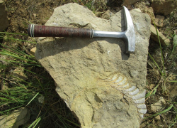 Редчайшие останки древней рыбы-пилы найдены в Волгоградской области