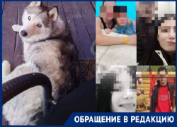 «Убили и пустили на мясо»: спасенную из жутких условий хаски ищут в Волгограде