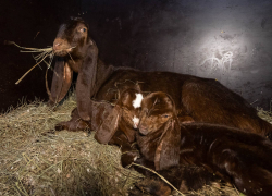 Необычные братья родились в Волгограде перед 8 марта 