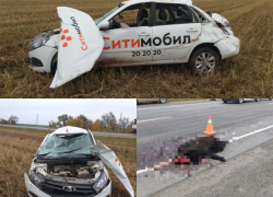 Водитель в больнице, кабаны мертвы: на трассе под Волгоградом таксист сбил диких свиней