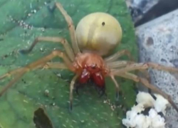 Ядовитые пауки покусали 27 человек в Волгоградской области