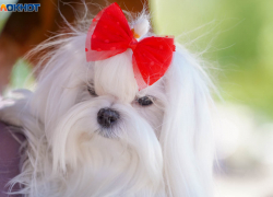 12 собачьих правил жизни от волгоградского психотерапевта