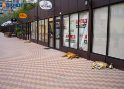 Владельцам собак в Волгоградской области может грозить до 200 тысяч рублей штрафа за "покусы"