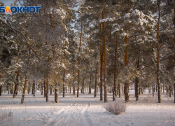 Искусанный труп нашли в лесу Волгоградской области