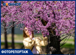 Удивительное зрелище: в волгоградском ЦПКиО цветет Иудино дерево