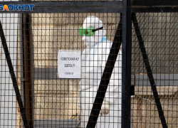 Сидела дома без лечения: 43-летняя волгоградка умерла от COVID-19