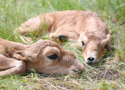 Удивительных антилоп с хоботом будут спасать в Волгоградской области