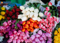 Белого медведя похитили 8 Марта в Волгограде