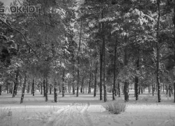 Мертвый 12-летний ребенок найден в лесополосе под Волгоградом