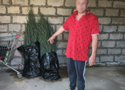 Волгоградцу грозит до 2 лет колонии за попытку порадовать любимую выкопанными у школы туями