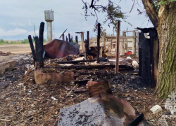 Телята сгорели заживо в полыхающем сарае под Волгоградом 