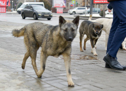 От бешенства умерла еще одна жительница Волгоградской области: уже третий смертельный случай в этом году