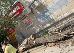 В Волгограде на ребенка упало дерево