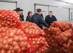 Накормим борщом всех: в Волгоградской области разрабатывают программу развития семеноводства