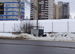 Стая голодных собак держит в страхе центр Волгограда