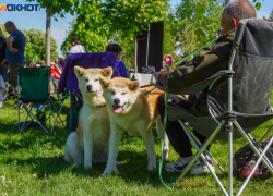 Половину выкинут на улицу: что думают волгоградцы об обязательной регистрации питомцев 